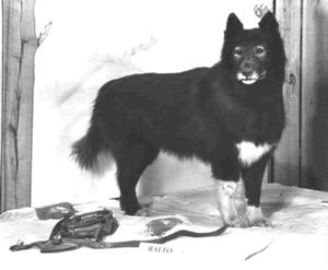 Balto